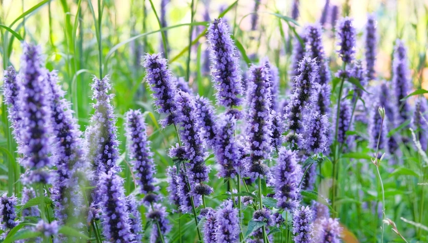 Hyzop lekarski pomoże ci zwabić muchówki do ogrodu