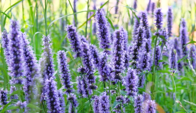 Hyzop lekarski pomoże ci zwabić muchówki do ogrodu