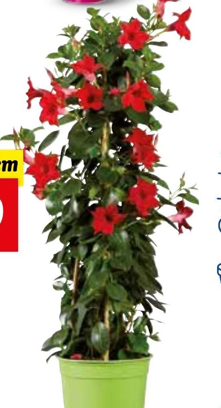 Dipladenia