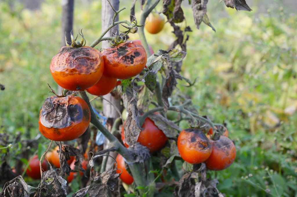 Zaraza ziemniaczana na pomidorach doprowadza do obumierania całych roślin