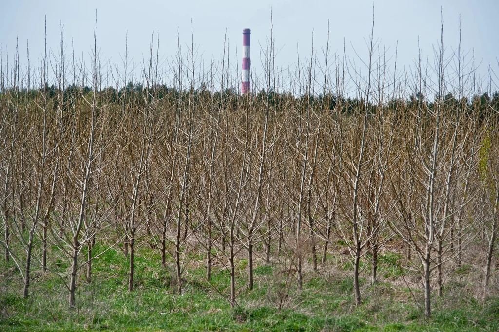 Plantacja biomasy w pobliżu Kwidzynia (zdjęcie ilustracyjne).