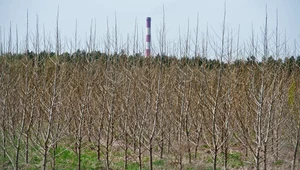 Holandia wstrzymuje dotacje dla biomasy