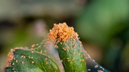 Co świadczy o obecności przędziorków i jak się ich pozbyć?