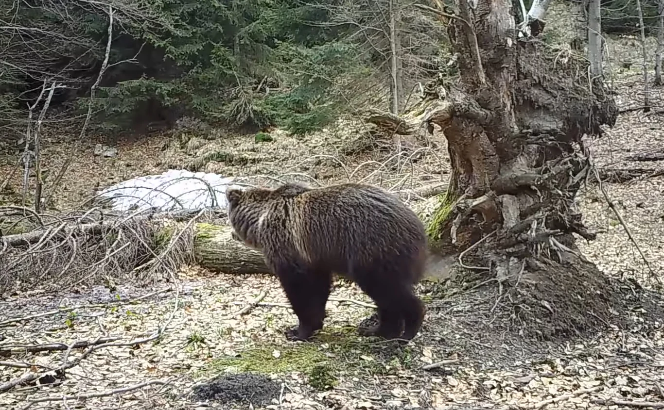 Niedźwiedź brunatny zarejestrowany przez fotopułapkę w Babiogórskim Parku Narodowym w Beskidach to prawdopodobnie Puszek - ośmioletni samiec