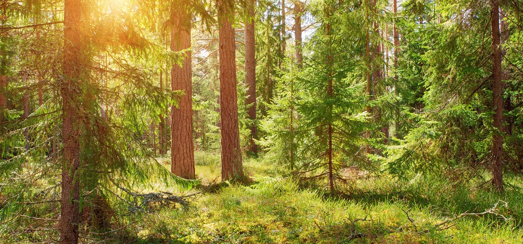 Las sosnowy — idealne miejsce dla alergików