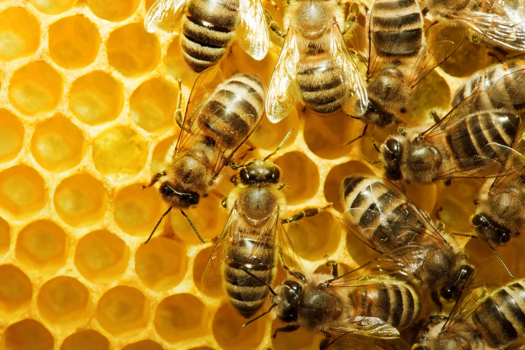 Pszczołę można uratować podając jej cukier z wodą