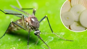 Komary nienawidzą pewnych zapachów. Możesz zastawić na nie pułapkę w domu lub w ogrodzie