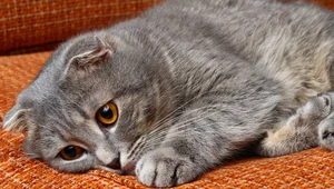 Po czym poznać, że kot umiera? Oto niepokojące sygnały