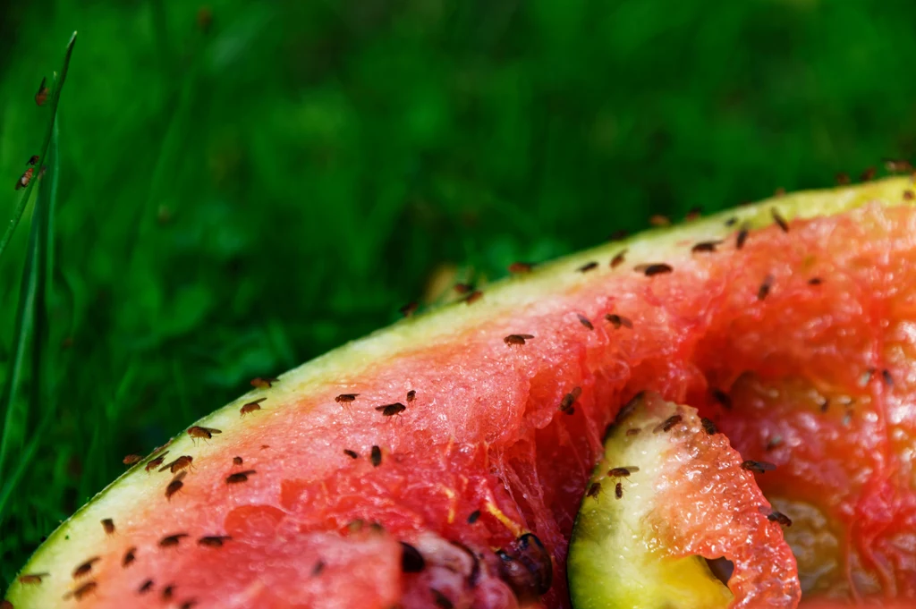 Muszki owocówki najbardziej przyciąga zapach gnijących pomału owoców