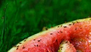Pułapka na muszki owocówki: Wystarczą dwa składniki