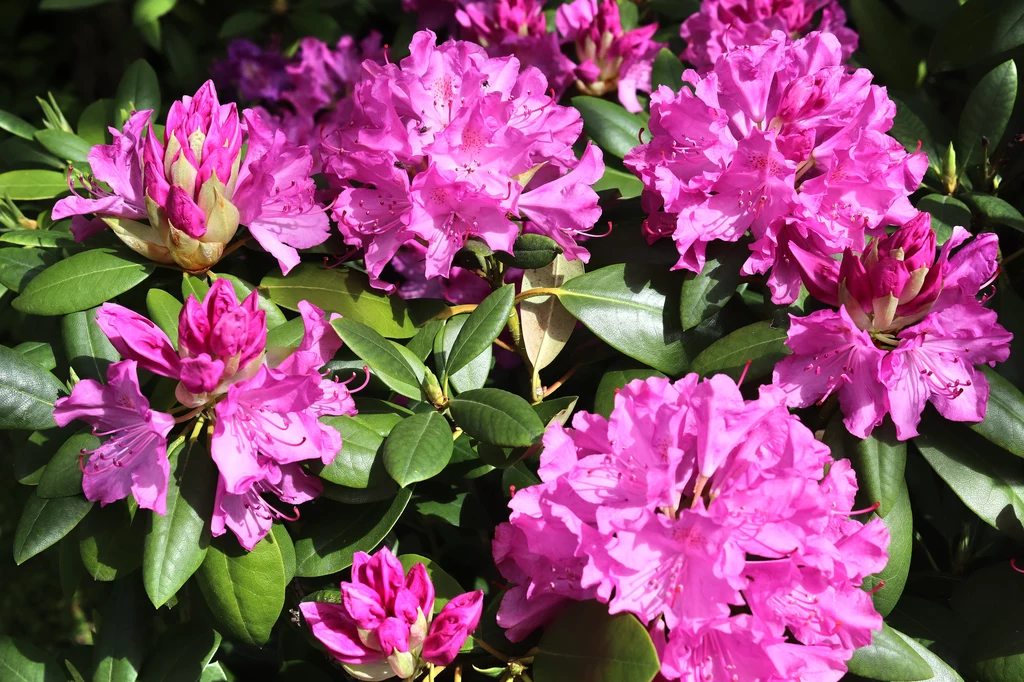 Zadbaj o swoje rododendrony, by rosły zdrowo i bujnie