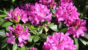 Jak uratować usychający rododendron? Oto żelazna zasada ogrodników 