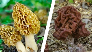 Nie pomyl trujących grzybów ze smardzem. Są prawie identyczne, a za błąd zapłacisz najwyższą cenę