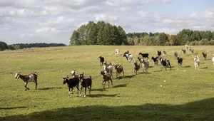 Rolnicy. Podlasie: Baranek Bubu szuka mamy