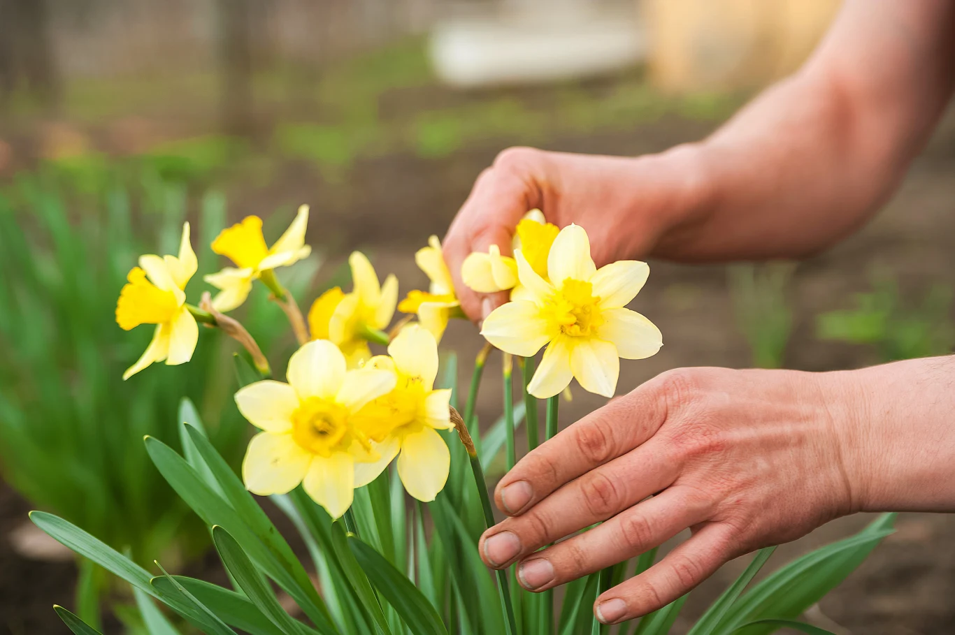 Żonkile ładnie wyglądają osobno oraz w kompozycji Żonkile ładnie wyglądają osobno oraz w kompozycji