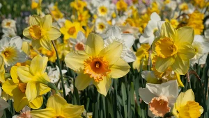 Żonkile to rośliny wieloletnie i wyrastające z cebulek