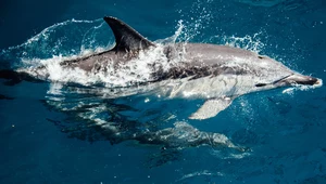 Delfiny z dorzecza Amazonki. Słodkowodne i niezwykłe