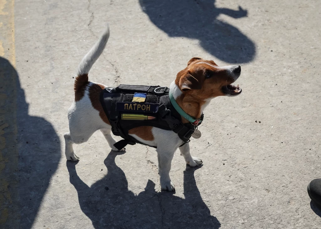 Pies Patron zdobył sławę na całym świecie. Zwierzę pomaga żołnierzom, wyszukując rosyjskie miny