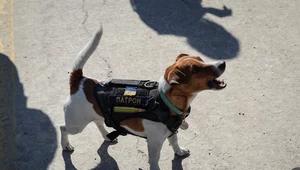 Pies Patron pomaga saperom w rozminowywaniu Ukrainy