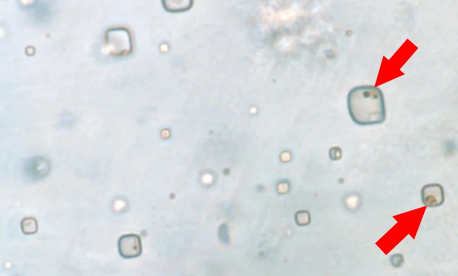 Czy bakterie uwięzione w kryształach 830 mln lat temu nadal są żywe? To możliwe, twierdzą naukowcy Czy bakterie uwięzione w kryształach 830 mln lat temu nadal są żywe? To możliwe, twierdzą naukowcy