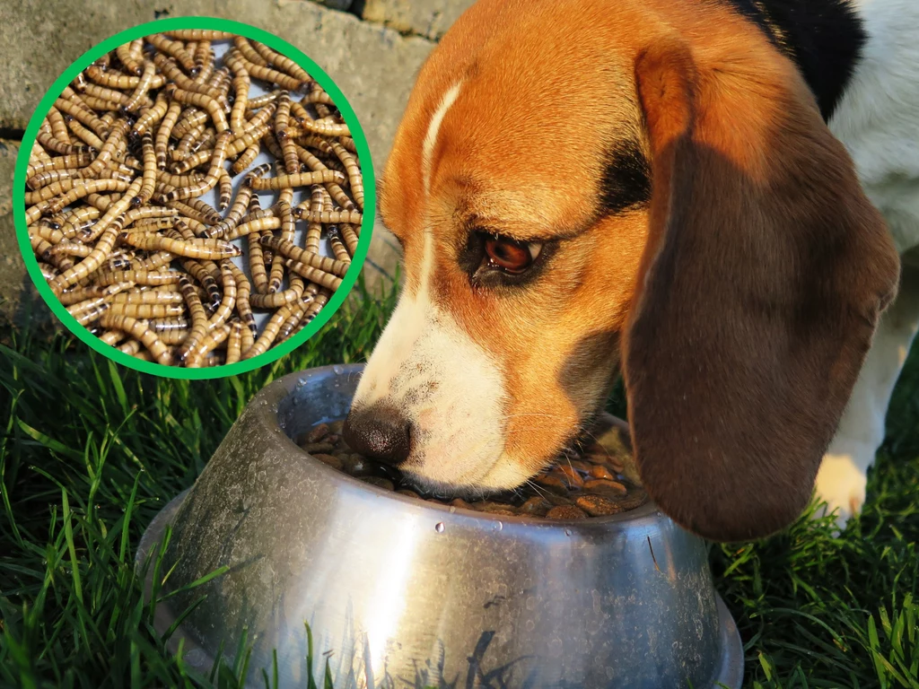 Na przełomowy pomysł wpadli polscy naukowcy. Chcą produkować karmę dla psów z... owadów. Takie białko może być zbawienne dla zwierząt, które wykazują alergie pokarmowe na standardowe karmy