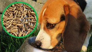 Karma dla psów z… owadów. Polski wynalazek ratunkiem dla uczulonych psów
