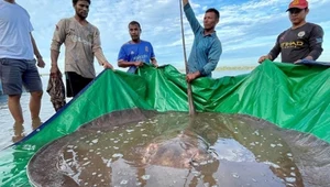 Gigantyczna płaszczka wyłowiona w Mekongu