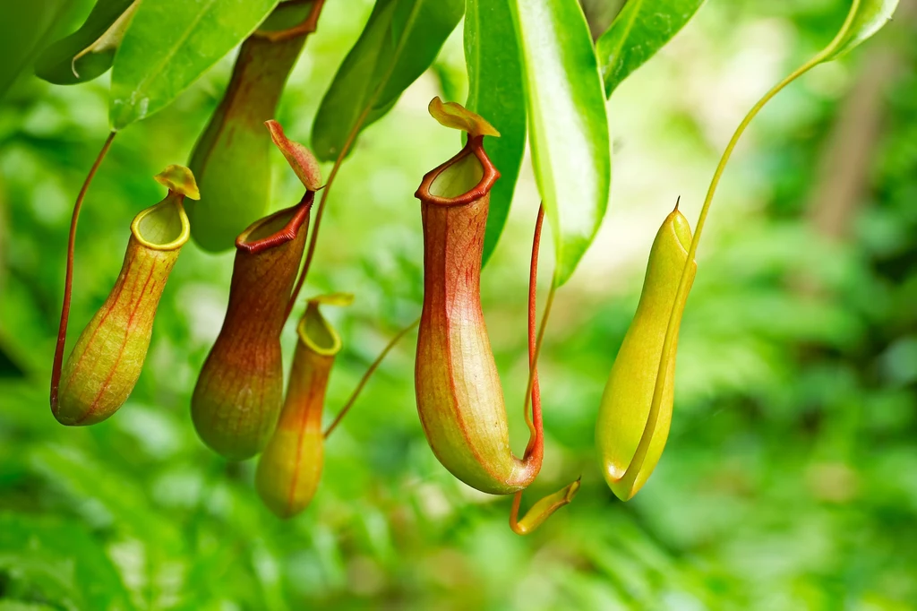Dzbanecznik - tropikalna roślina owadożerna