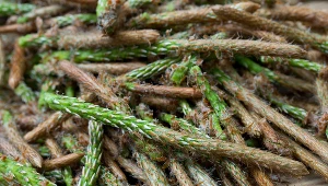 W maju zbiera się młode pędy sosny, a następnie przyrządza z nich genialny syrop. Znasz ten sposób? 