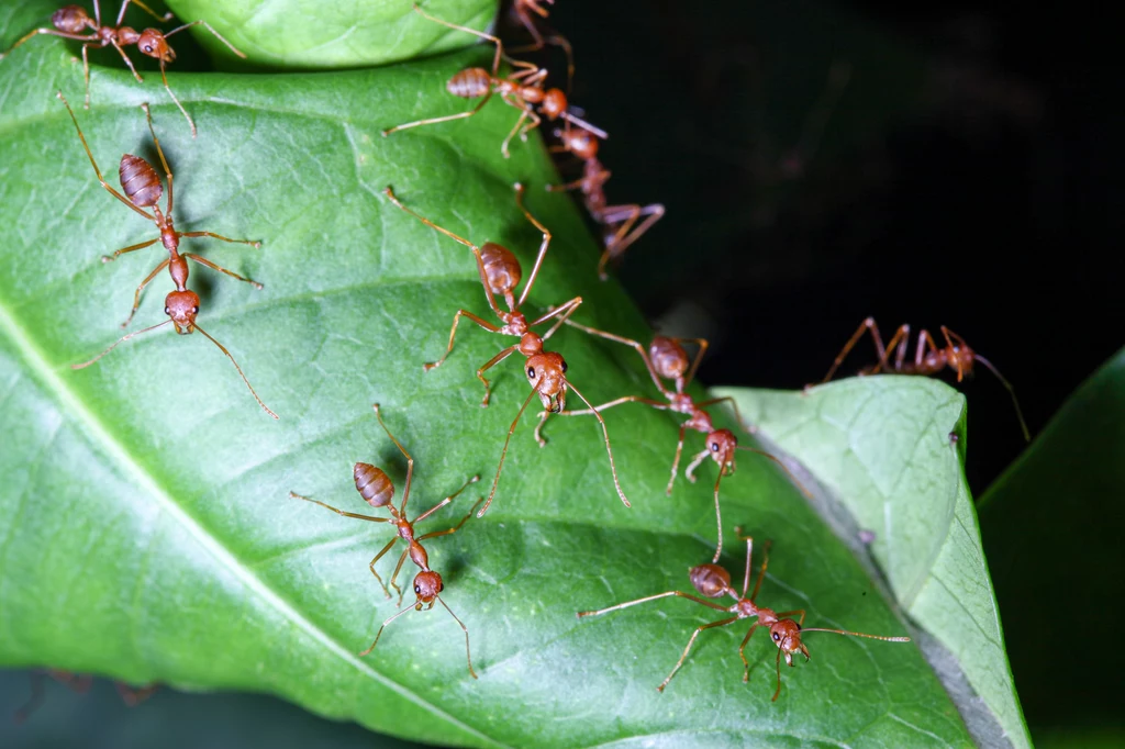 Mrówki są pożyteczne, ale współpracują z mszycami, które niszczą rośliny