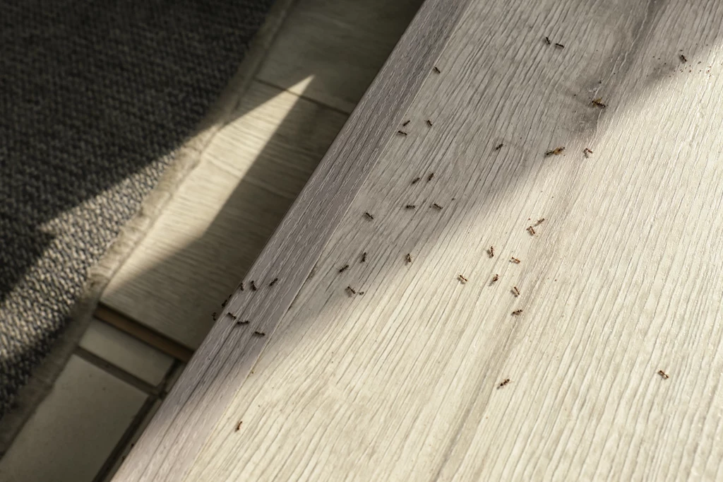 Jak pozbyć się mrówek w domu? Oto kilka sprawdzonych sposobów