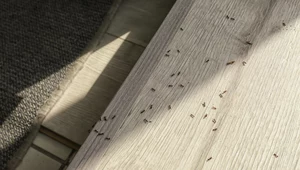 Jak wytępić mrówki w domu i pozbyć się ich raz na zawsze?