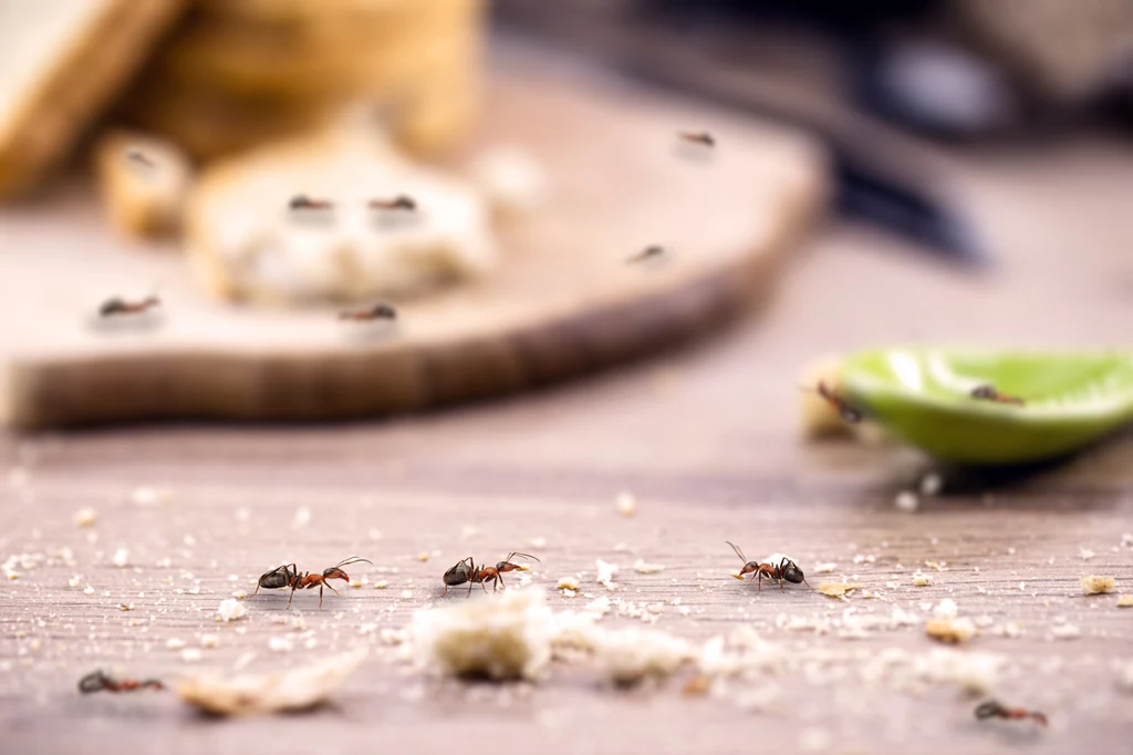 Zwykle mrówki pojawiają się w domach i mieszkaniach, ponieważ szukają pożywienia