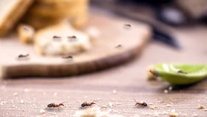 Jak wytępić mrówki w ogrodzie warzywnym? Naturalne sposoby