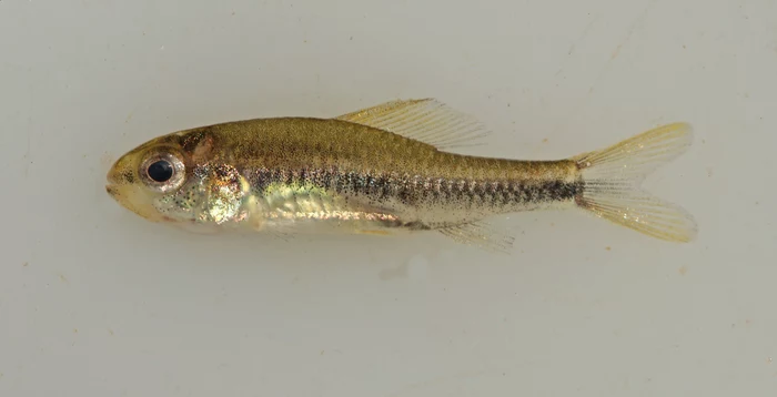 Nowy gatunek ryb Poecilocharax rhizophilus jest tak mały, że uznawany za miniaturowy