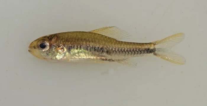 Nowy gatunek ryb Poecilocharax rhizophilus jest tak mały, że uznawany za miniaturowy Nowy gatunek ryb Poecilocharax rhizophilus jest tak mały, że uznawany za miniaturowy