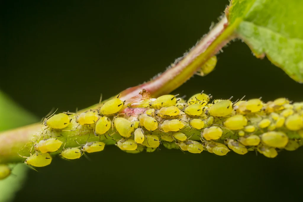 Mszyce – szkodniki roślin, wysysające ich soki