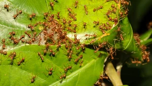 Czy mrówki w ogrodzie to problem?