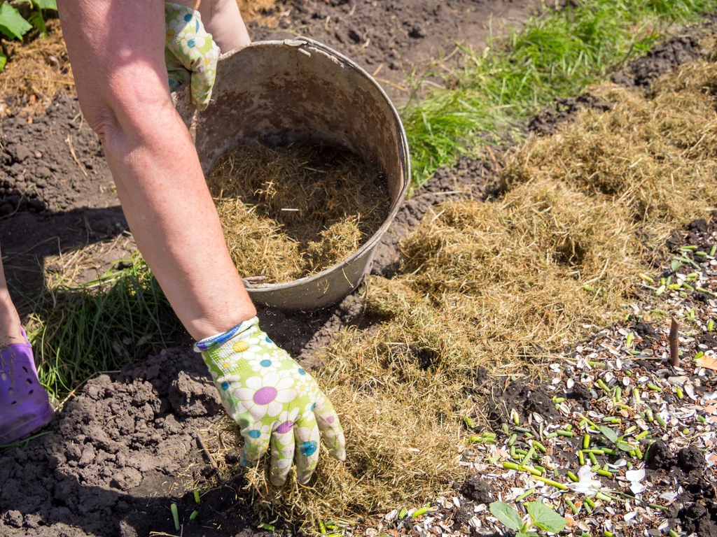 Nie zapomnij również o zabiegu ściółkowania, który uchroni glebę przed szkodnikami i chorobami grzybowymi