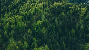 Rośliny "miały rację". Nowa metoda wychwytu CO2 działa na światło słoneczne