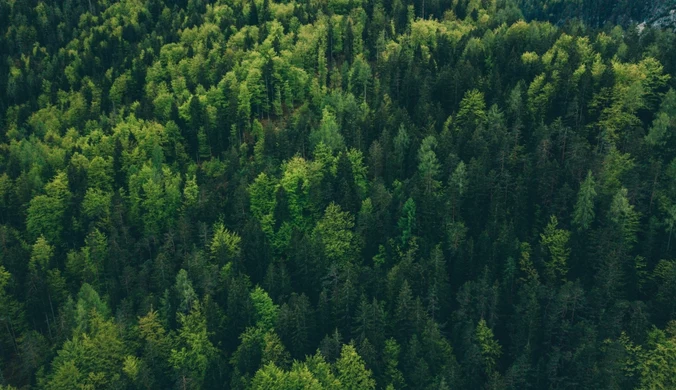 Rośliny "miały rację". Nowa metoda wychwytu CO2 działa na światło słoneczne