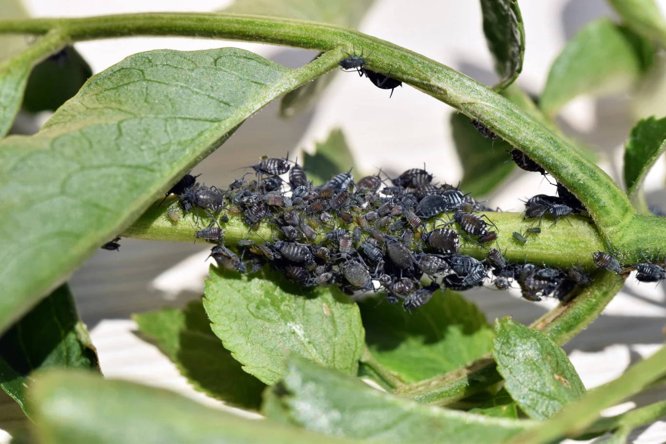 Mszyce to szkodniki, które mogą zaatakować storczyki. 