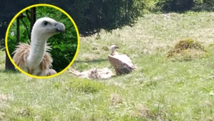 Tych ptaków miało już nie być. Wróciły na południe Polski