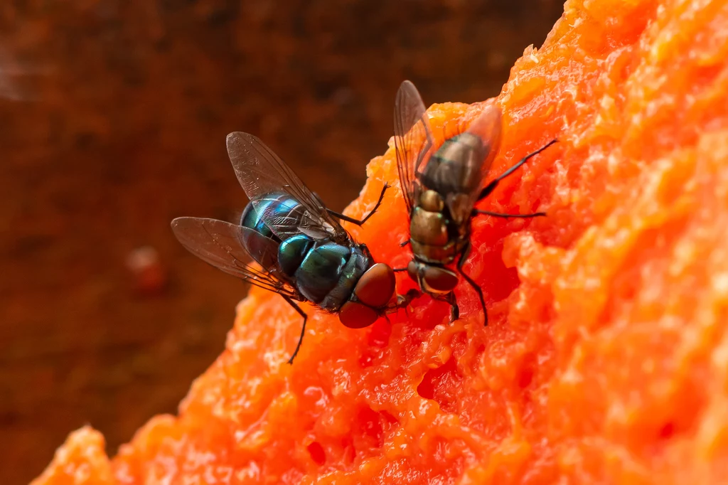 Jak skutecznie odstraszyć muchy?