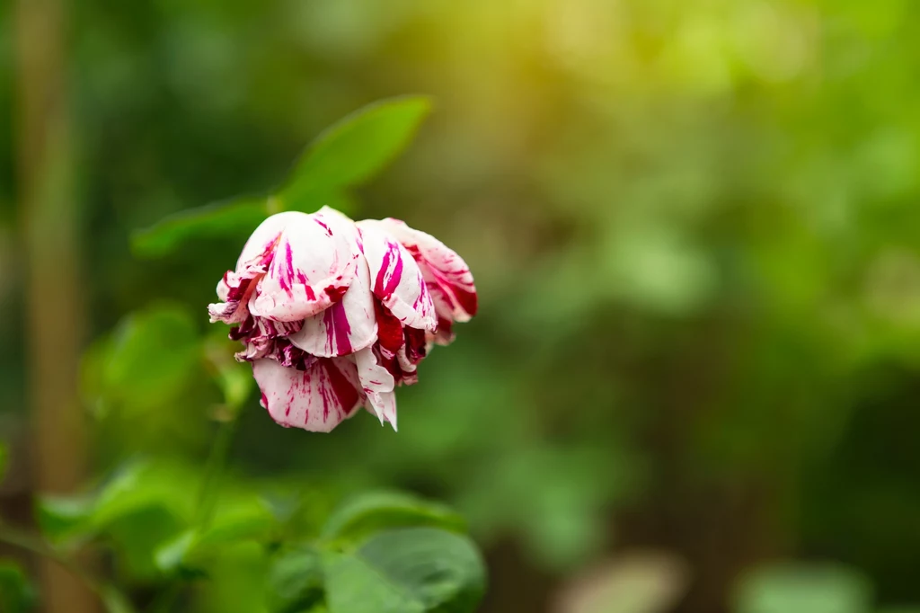 Bruzdownica pędówka - groźny szkodnik róż 