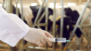 Mózg jak gąbka i utrata kontroli nad ciałem. Choroba krów zabija szybko