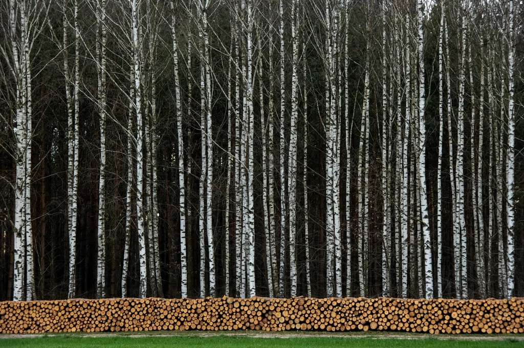 Biomasa, którą spala się w elektrowniach to często nie tylko drewniane materiały odpadowe, ale także całe kłody drzewne.