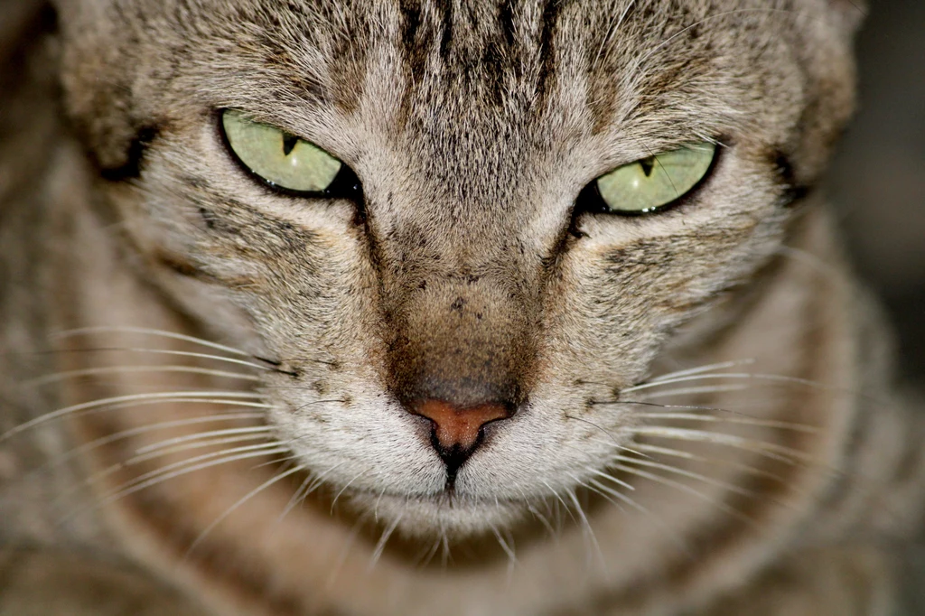 Naukowcy przekonują, że tak naprawdę koty nie potrafią się obrażać 