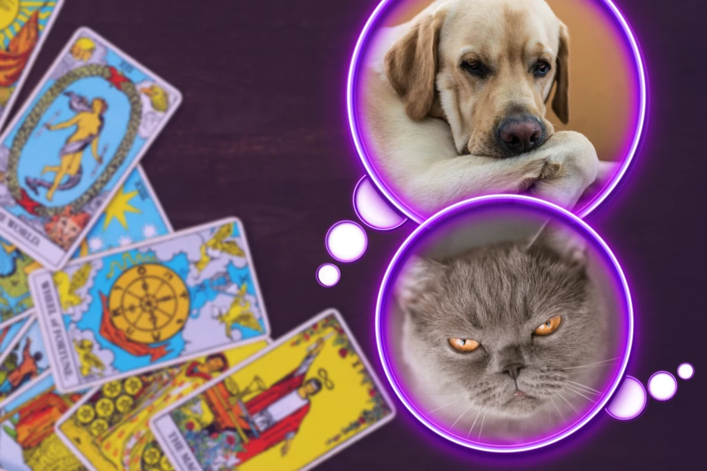 Czego potrzebuje, o czym myśli twój pupil? Wybierz kartę i sprawdź!  Tarot dla pupila