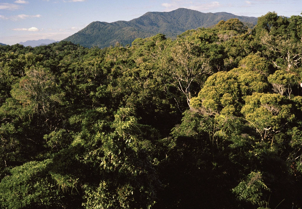 Lasy deszczowe Australii są niezwykle wartościowe przyrodniczo.